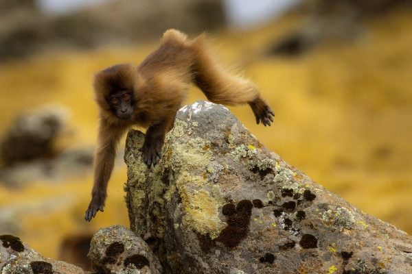 Monkey on the move