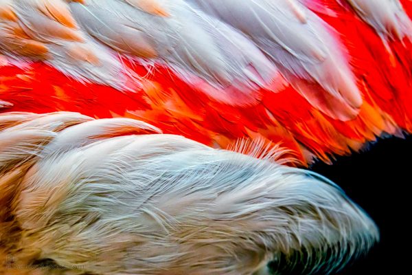 Featherly Light