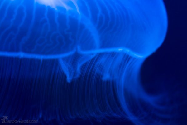 Blue Jelly