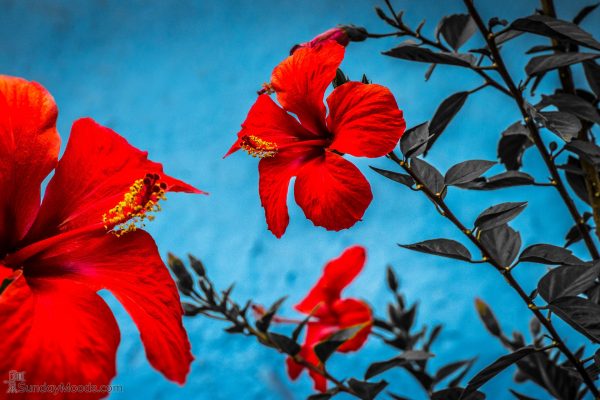 Red & Blue