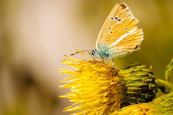 Whispers of Nature