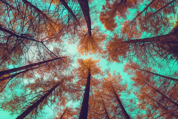Forest's Embrace Colours