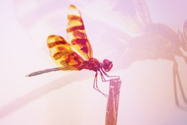 Eastern Pondhawk